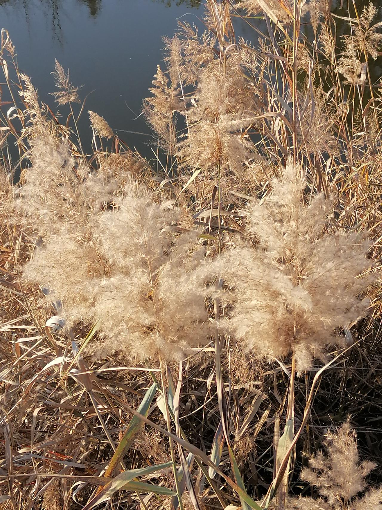 为什么韩国人长的都那么相似?走在韩国的街头，很多人会有一种直观的感受：韩国人的长