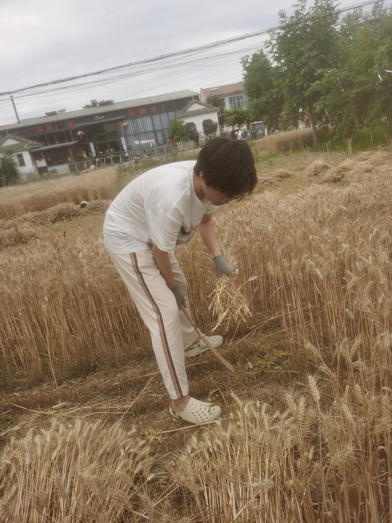 我孙子今年十七岁了，从没下过地，今年趁星期天，他爸爸让他回家给他一块回来割麦，因