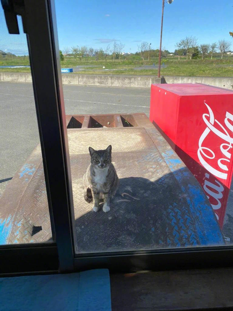 🐱：“你有滞销的三明治或者其他什么食物吗？我不挑的，谢谢您。”​​​