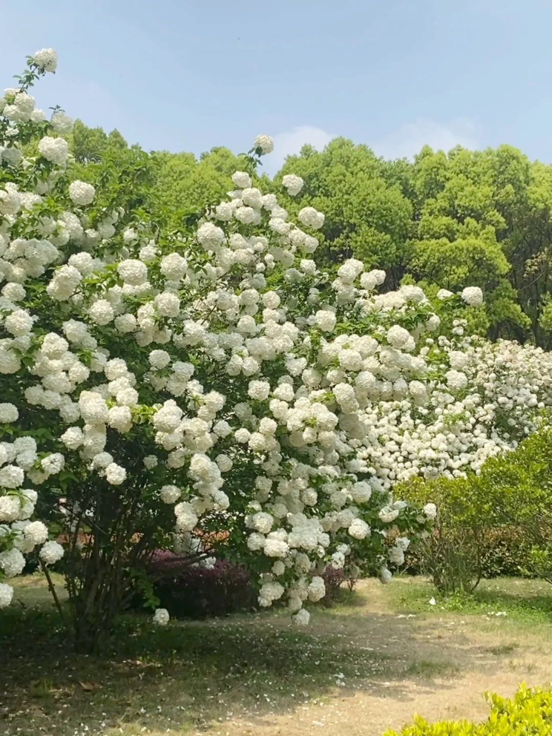 在武汉！是绣球花的春天啊🍃附实况live图