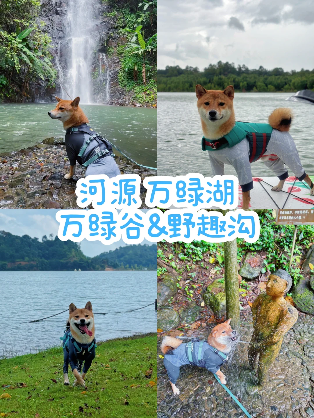 带狗出游 万绿湖的水真的是甜的捏