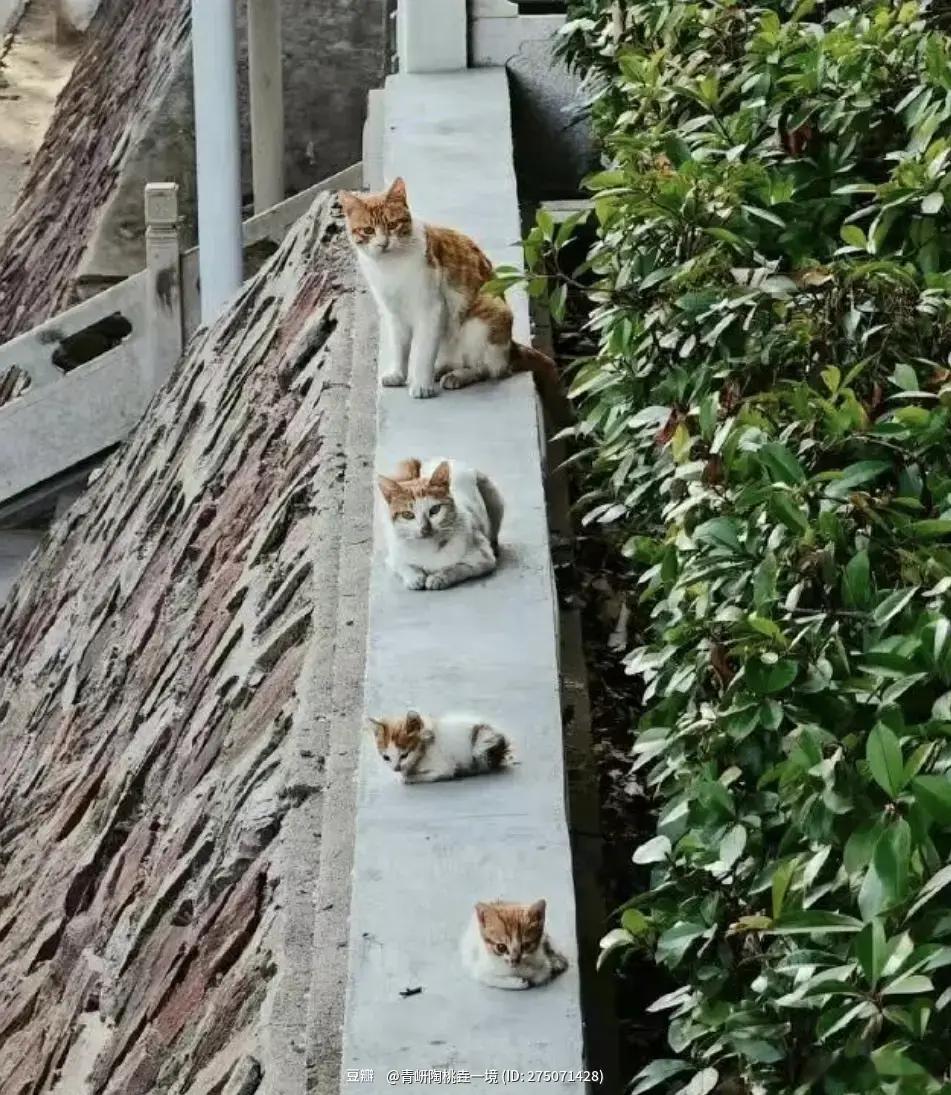 大咪，中咪，小咪，小小咪😻😻 