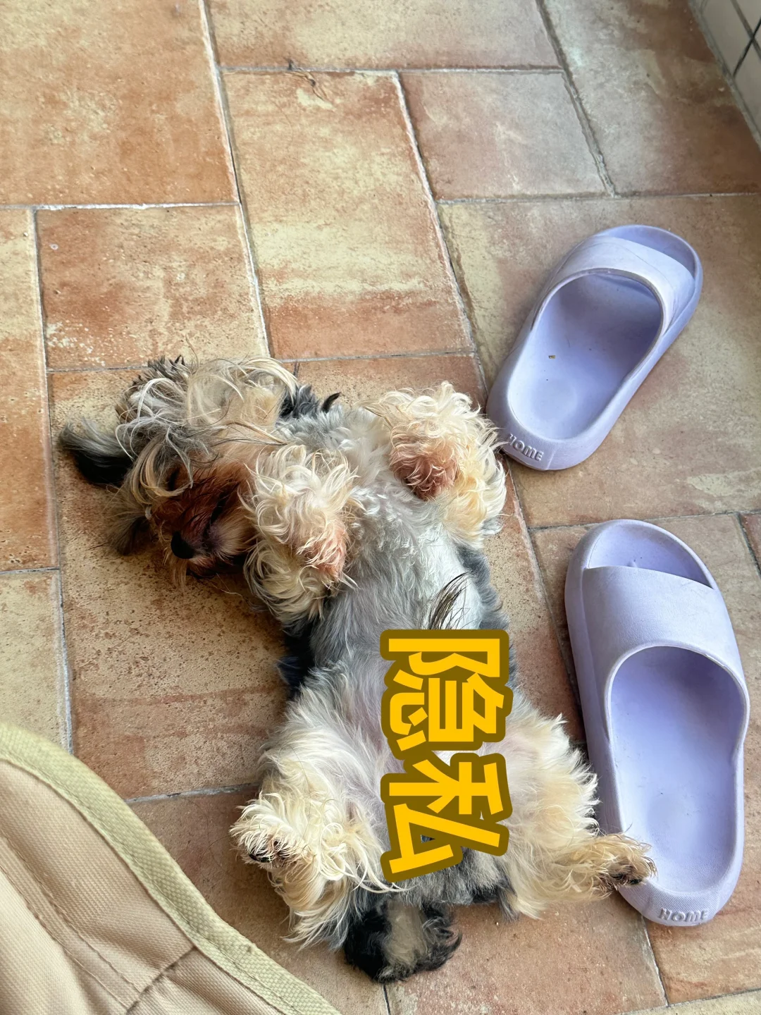 随地大小睡