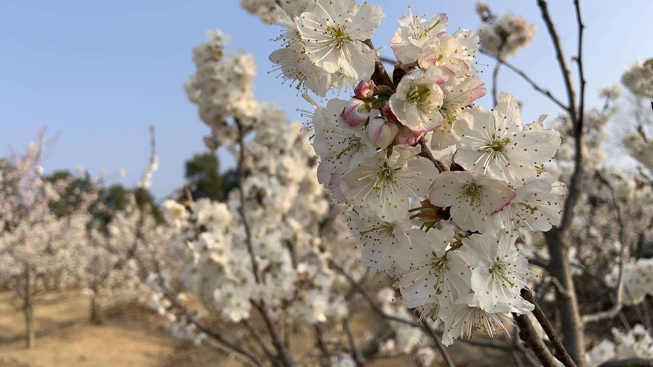 发一张你相册最近拍的花桃李芬芳。