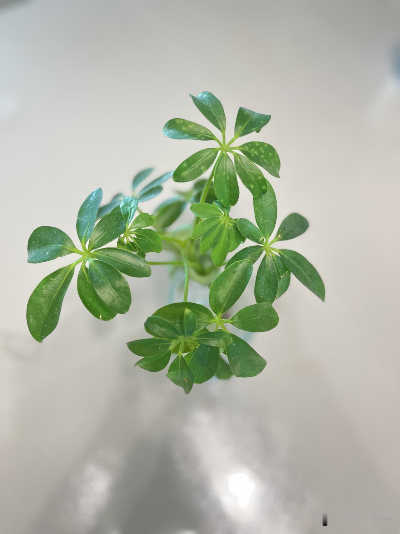 绿色，看着就凉快舒服。