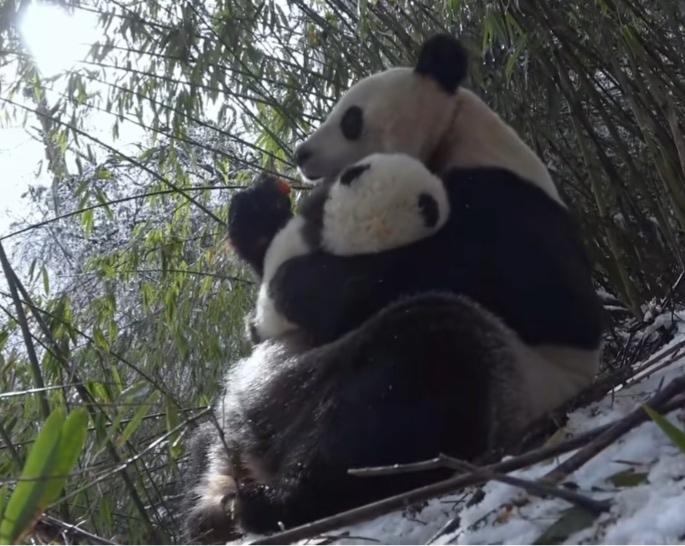 野外，熊猫妈妈单手抱着娃吃胡萝卜条的情景让人看了觉得非常感动非常暖心，这温馨的母