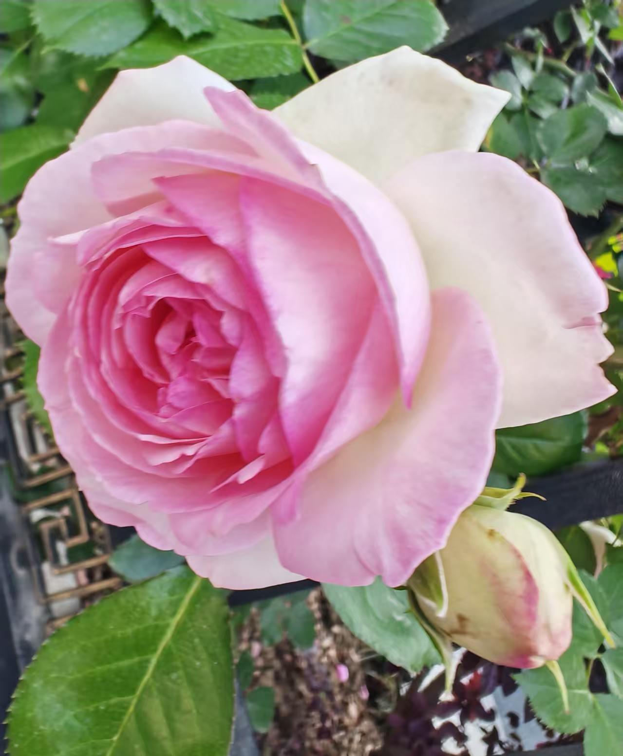 粉嫩、火红的玫瑰，绽放自然之美！🌹💐🌸