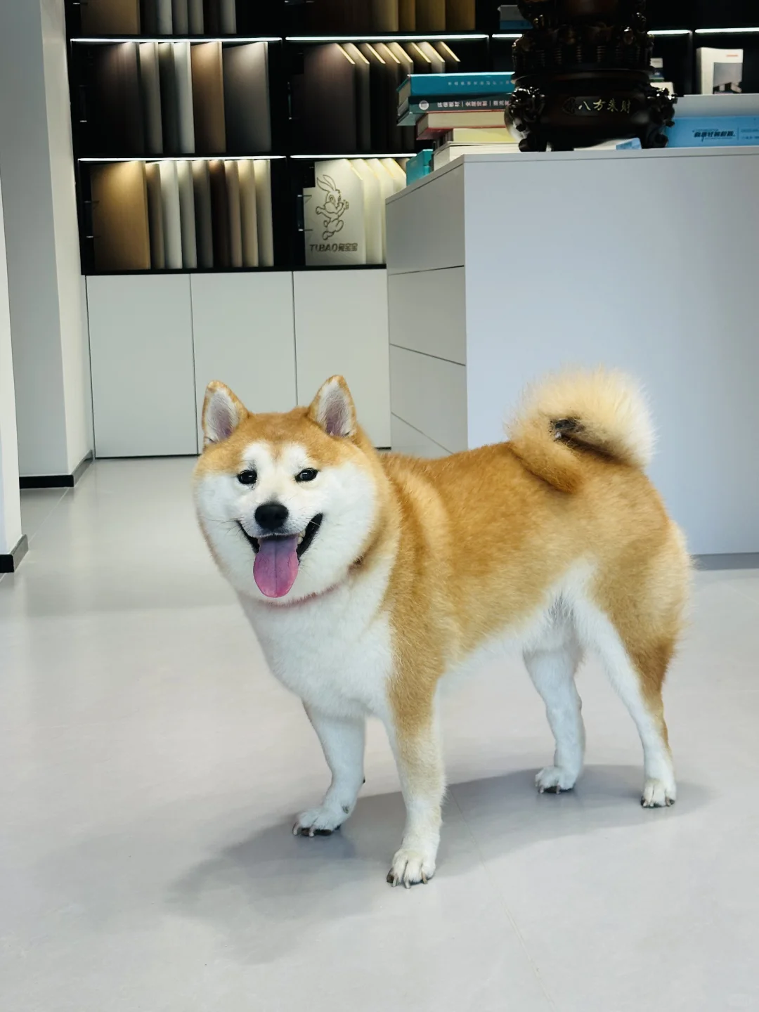 你的小可爱来啦