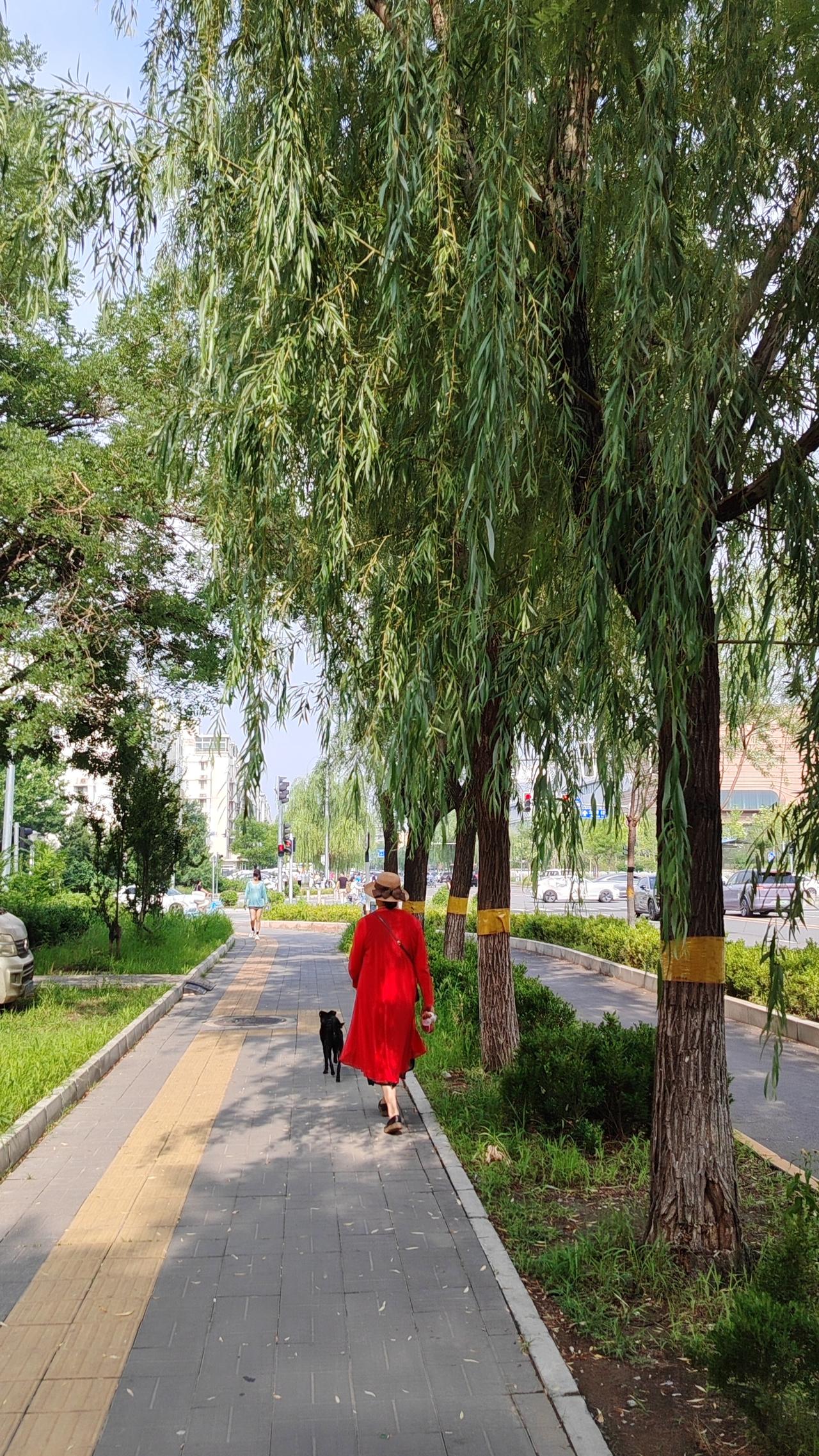 渐木成林
《易经》渐卦曰：“山上有木，渐。”树木生长，循序渐进，从不拔苗助长。在