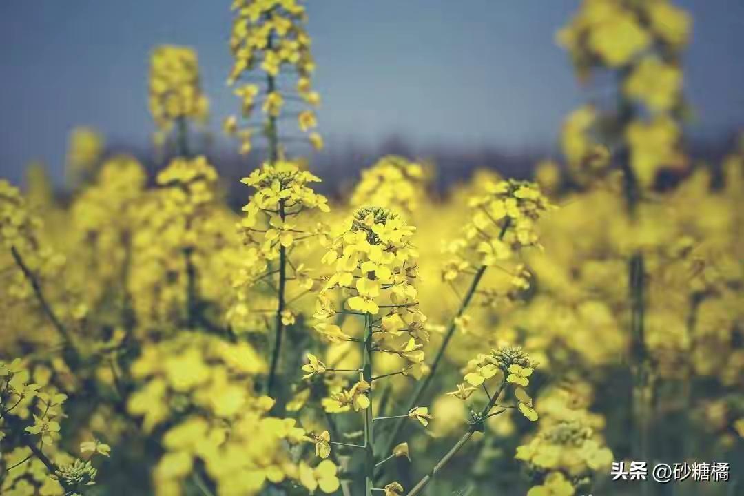 浙江江山油菜花海迎来最佳观赏期 春天到了，浙江江山油菜花海迎来最佳观赏期！在江郎