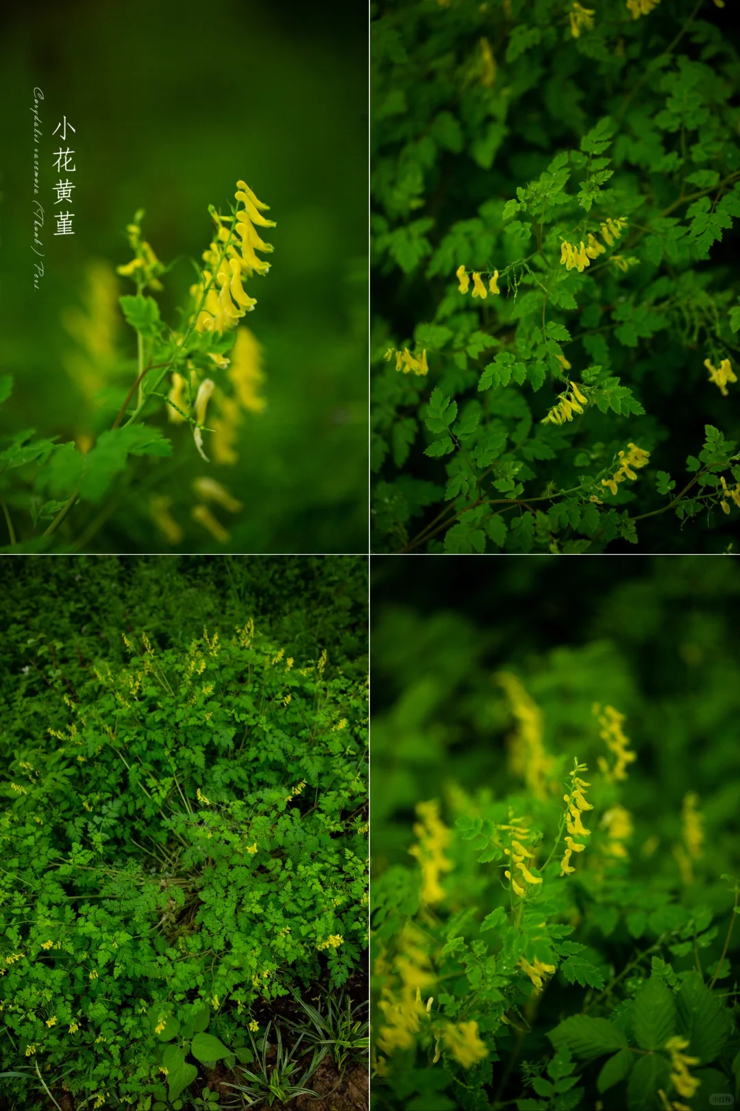 雨歇寻春“小花黄堇