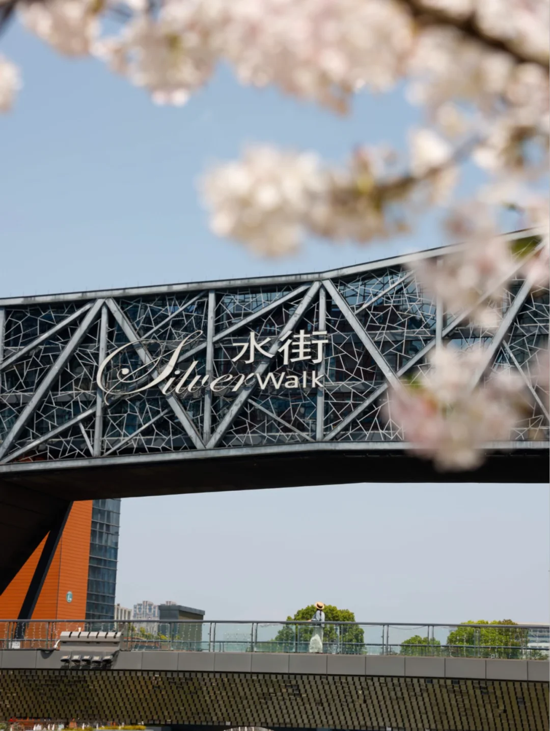 太浪漫啦 🎵樱花树下 春日赏花音乐会