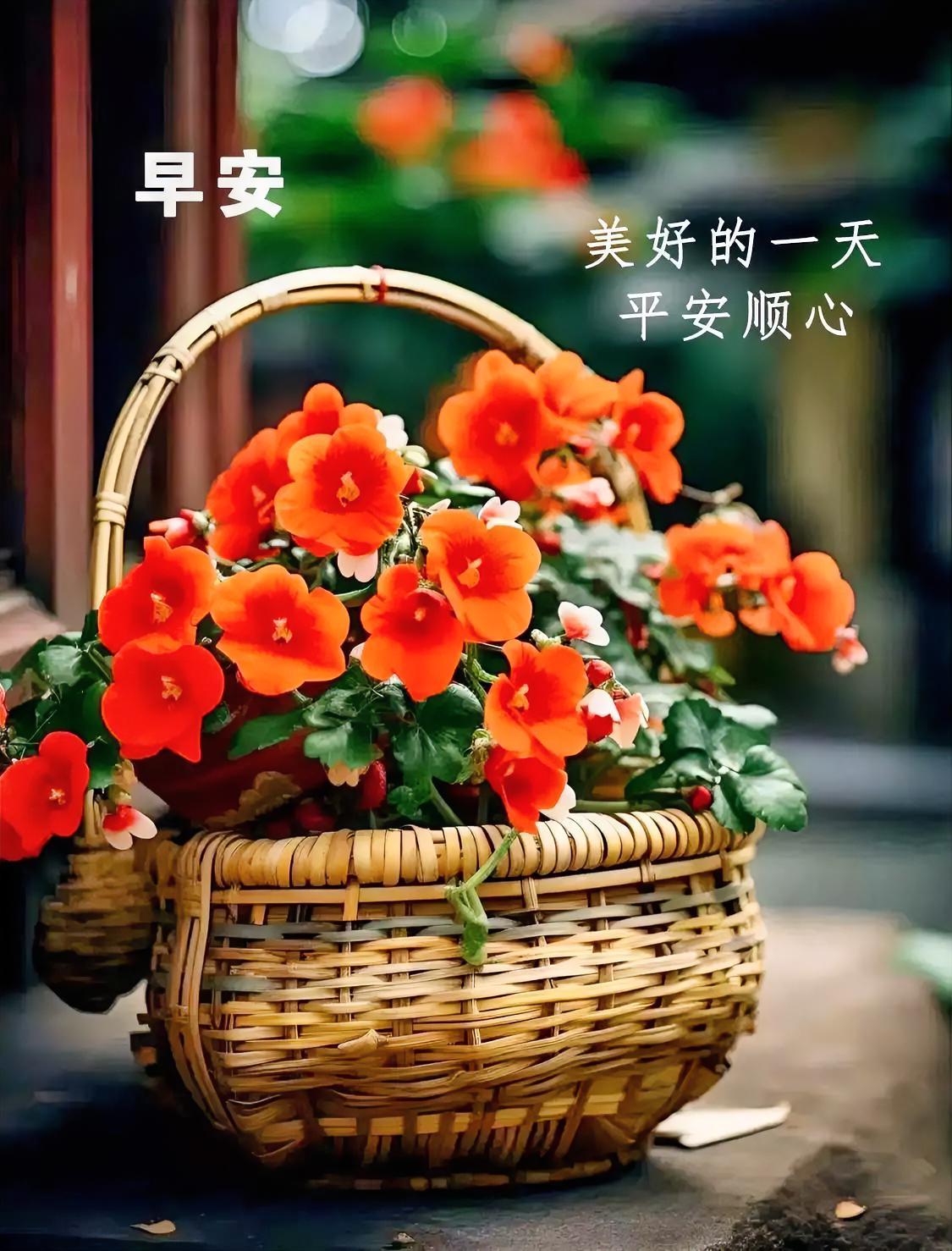 早安！竹篮盈满橙红花，愿你开启美好平安顺心的一天，被温柔与欢喜环绕，元气满满！