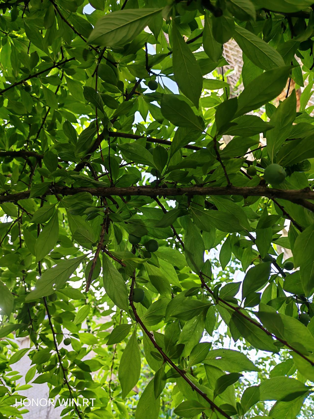 我的果树长得旺盛，高兴😀