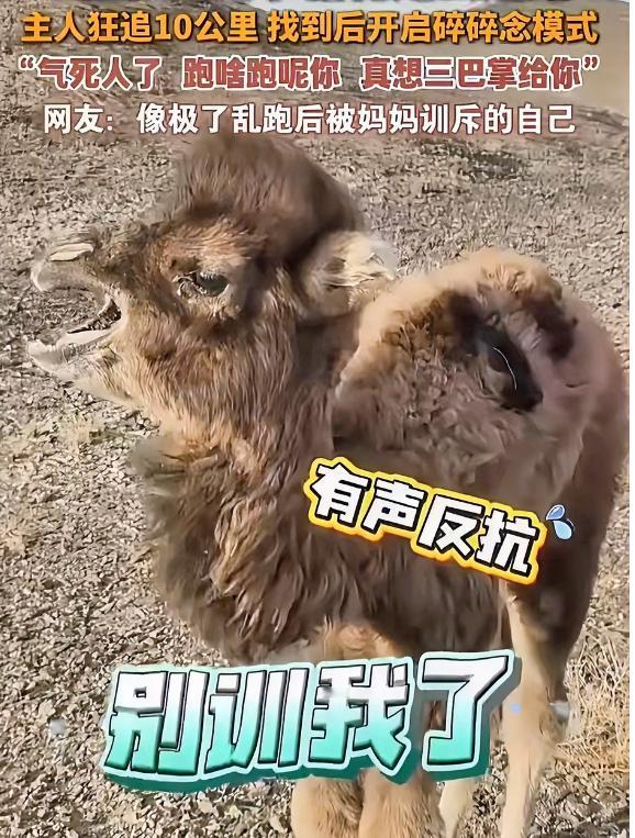 内蒙古一只刚出生4天的小骆驼，因为受到同伴排挤离家出走，主人找了一天走了10公里