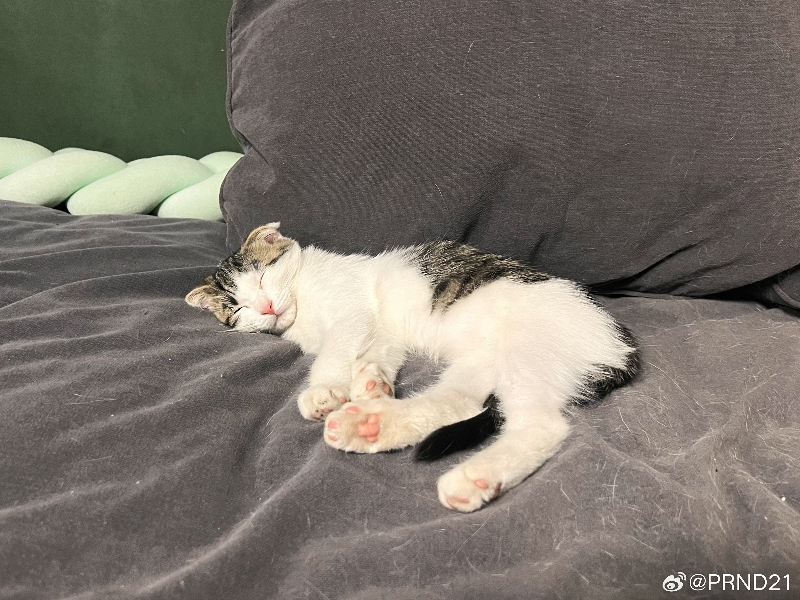 晚安捏…… 妇科的猫子 ​​​