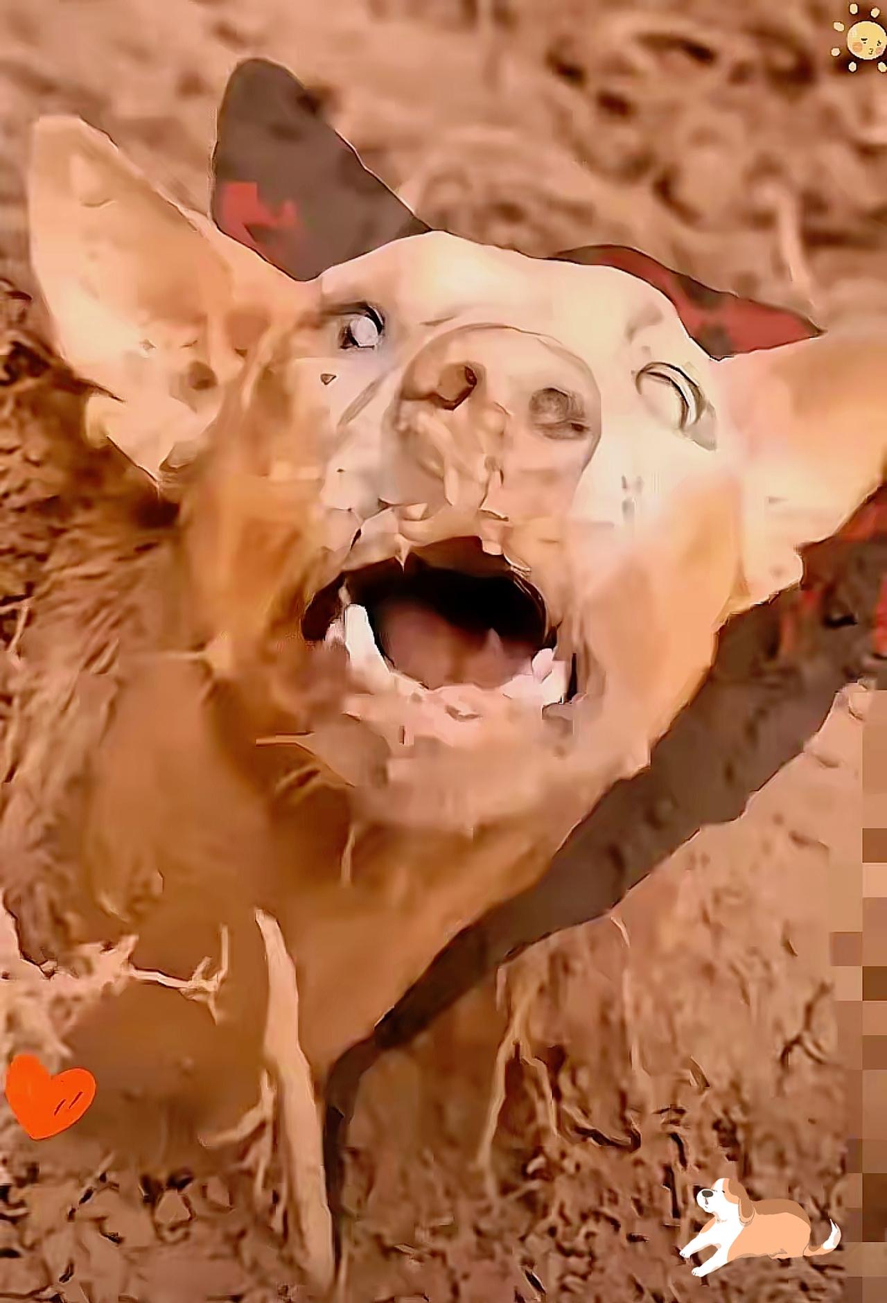 警犬追捕毒贩时，突然停住，死活不往前走了。拽绳，不动。下命令，不听。

班长以为