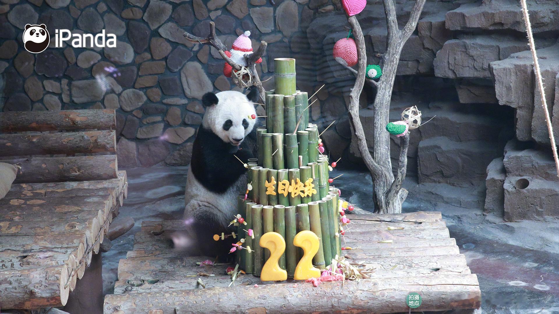居住在的大熊猫“娅双”过生日啦！[憧憬] 祝“娅双”生日快乐、熊生顺遂～🎂 #