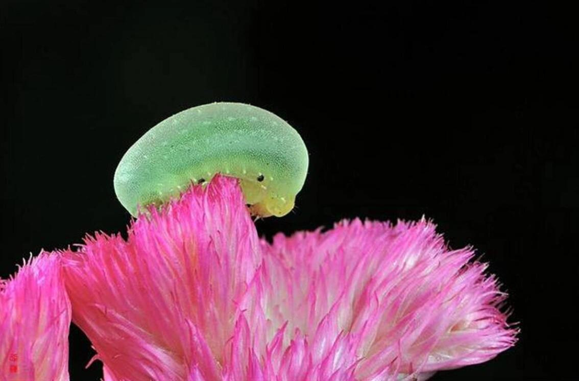 天呐！软萌虫子长大后竟“画风突变”🐛今天要说的背刺蛾，又名鬼脸刺蛾，这名字就透