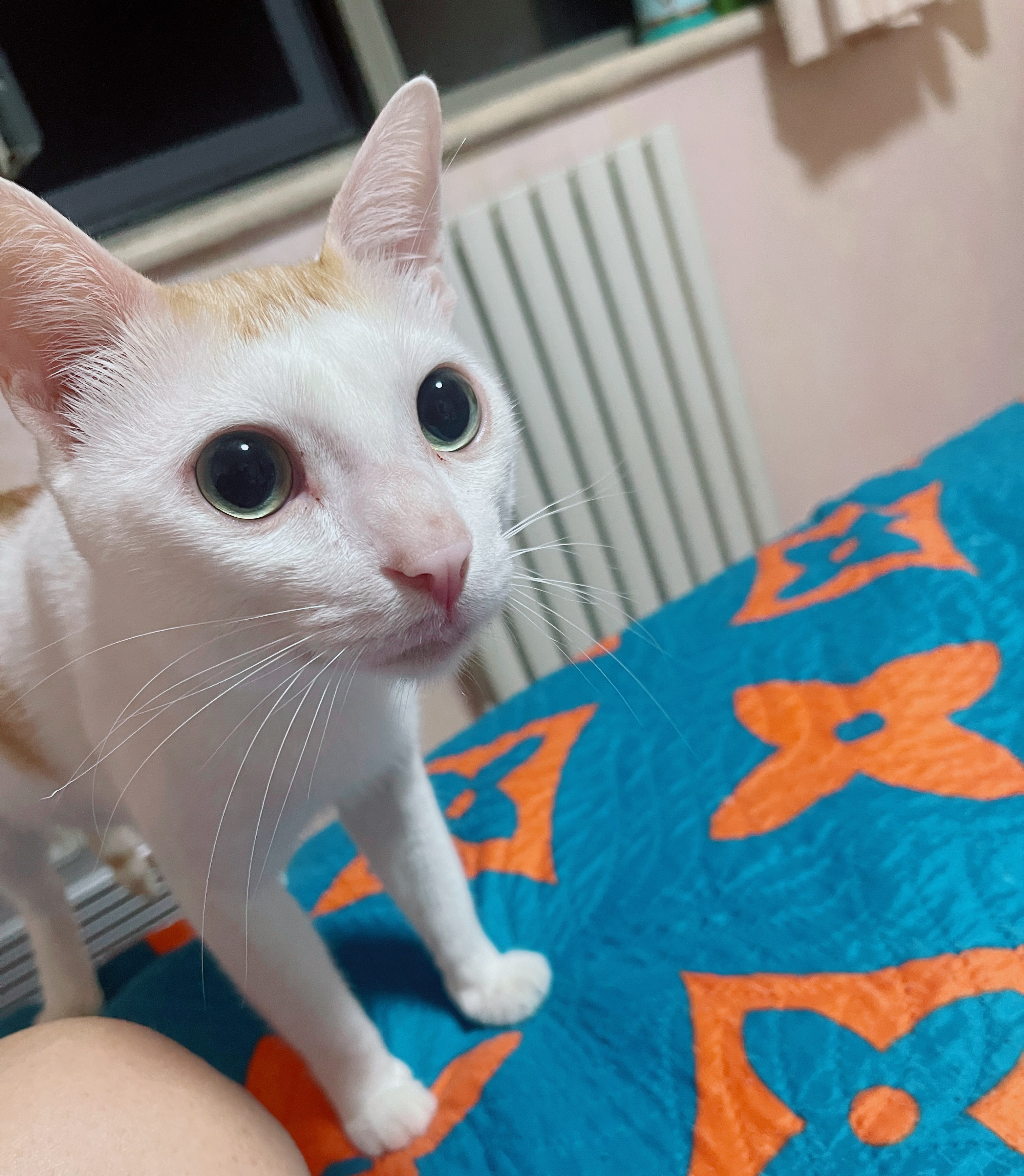 去年捡到一只猫我们小月饼饼是2021年从三亚捡回来的，不知不觉已经快5年啦，越来