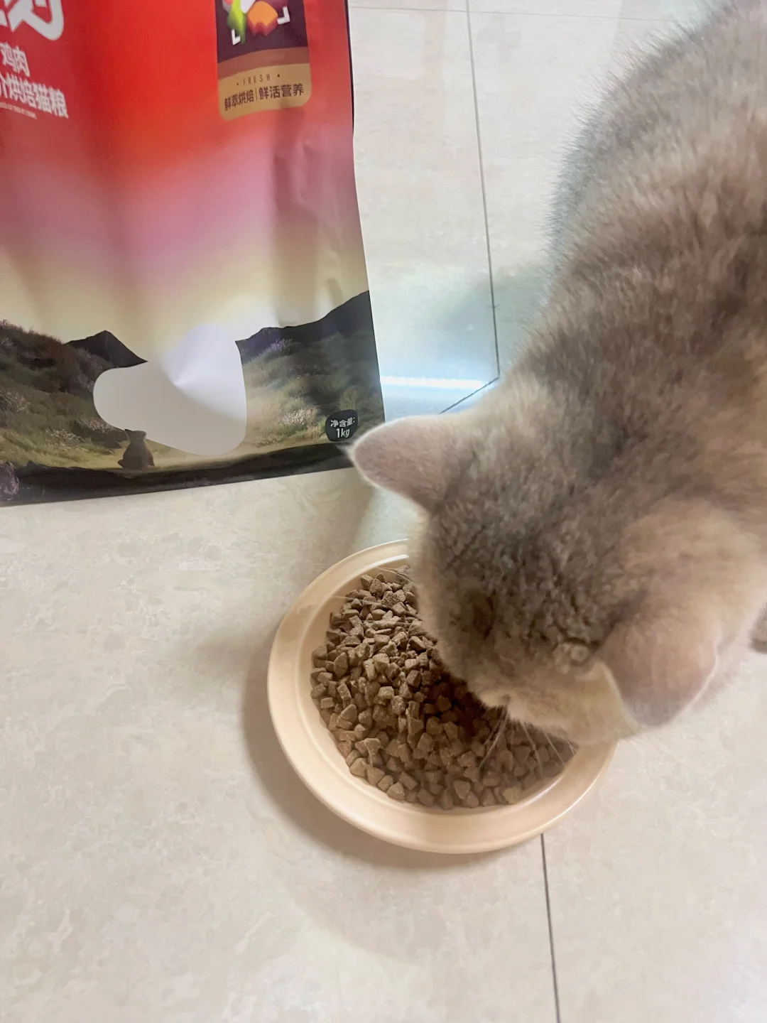 把猫当猪养？我现在真的超有成就感