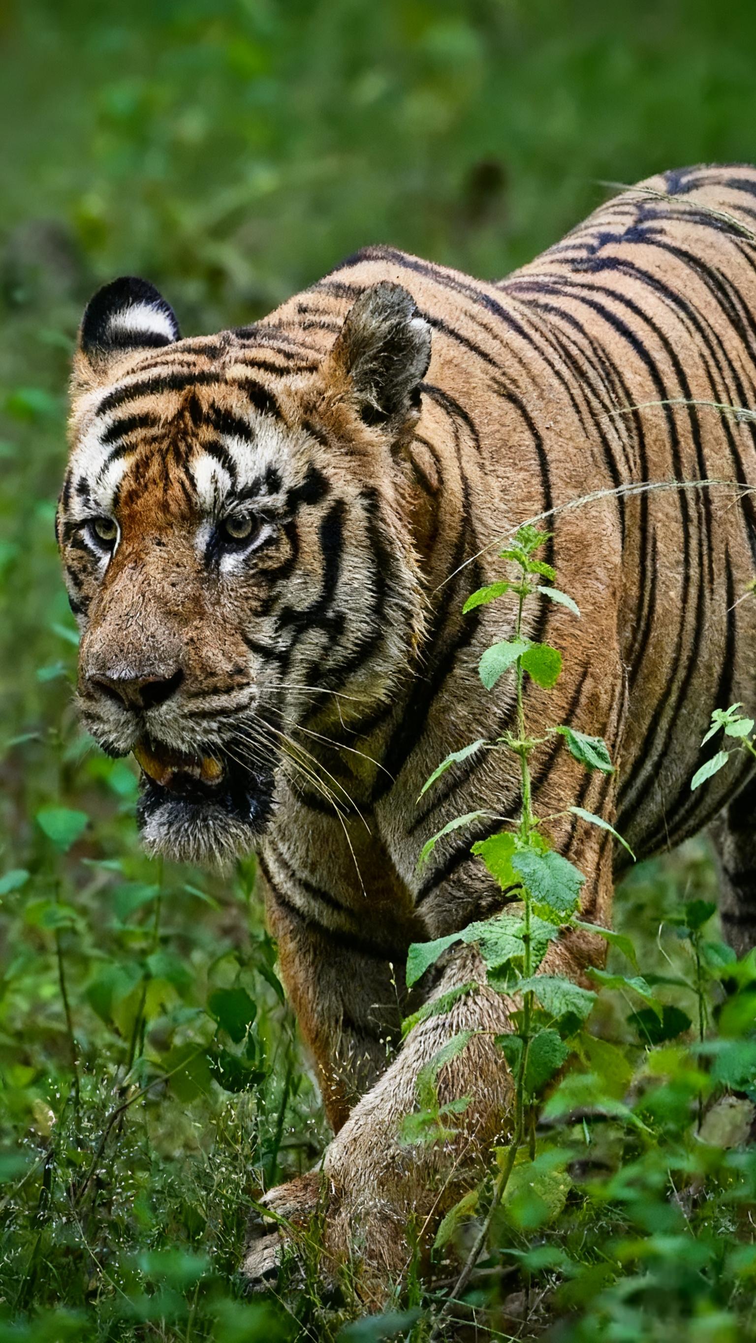 【塔多巴】拍摄于2025年10年4日，昨天下午目击强壮的雄虎t138...