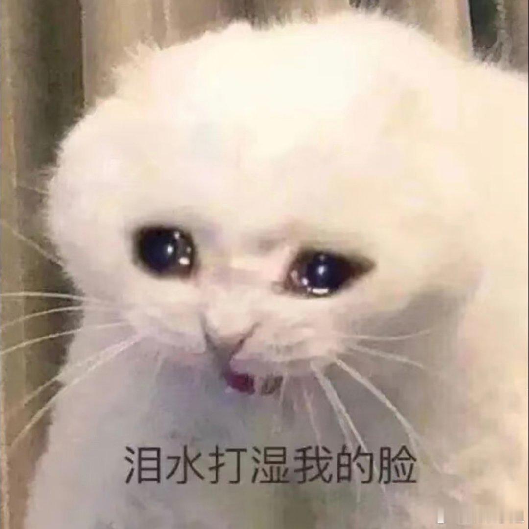 猫咪表情包。 ​​​