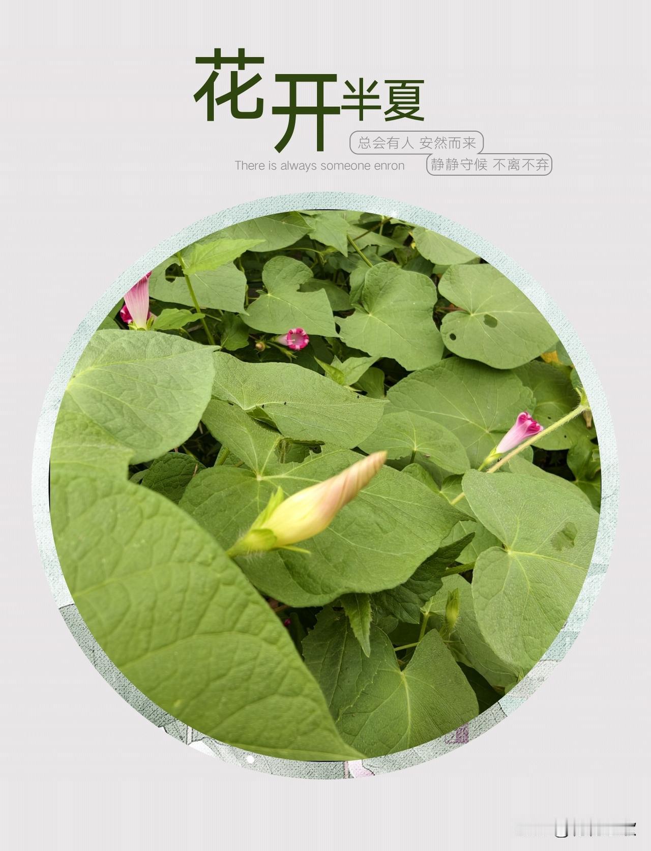 春天有桃花在等待，夏天有荷花在等待，那秋天有什么花在等待？

花开半夏，总会有人