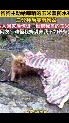 暖心金毛暴雨前守护玉米，真是报恩小宝贝
 广东河源一户人家，主人出门干活，院子里