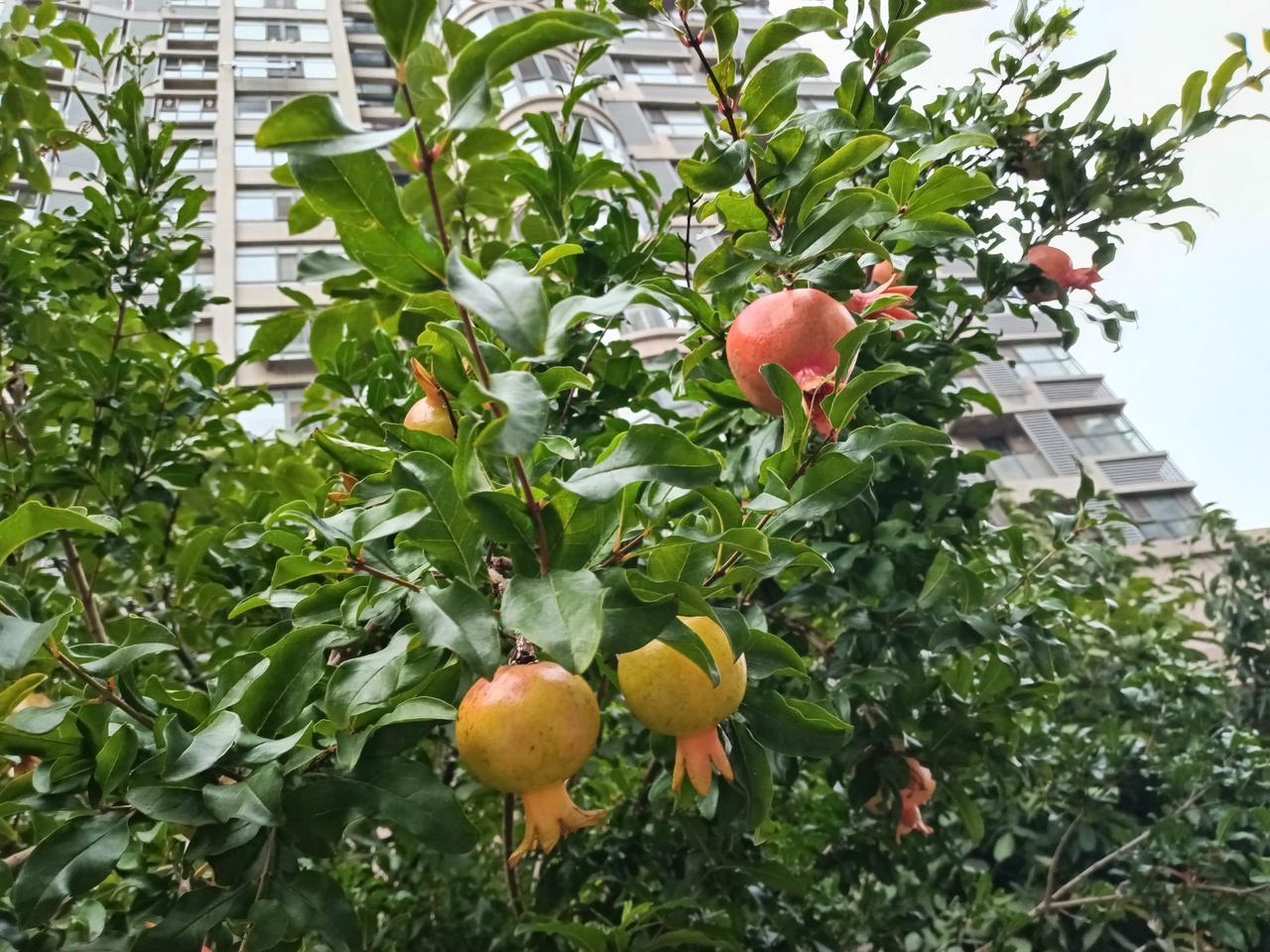 夏日炎炎，
大雨滂沱，
雨后天晴。
空气清新。
蒸笼式酷暑