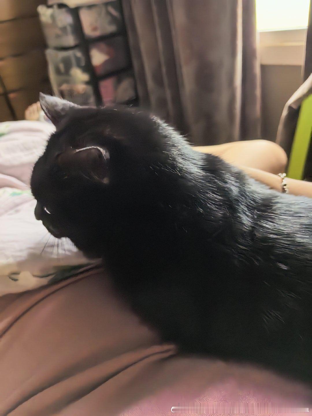 睡醒一只修猫咪上来找我贴贴妮娜一家 星宝宝宝宝萌宠的日常