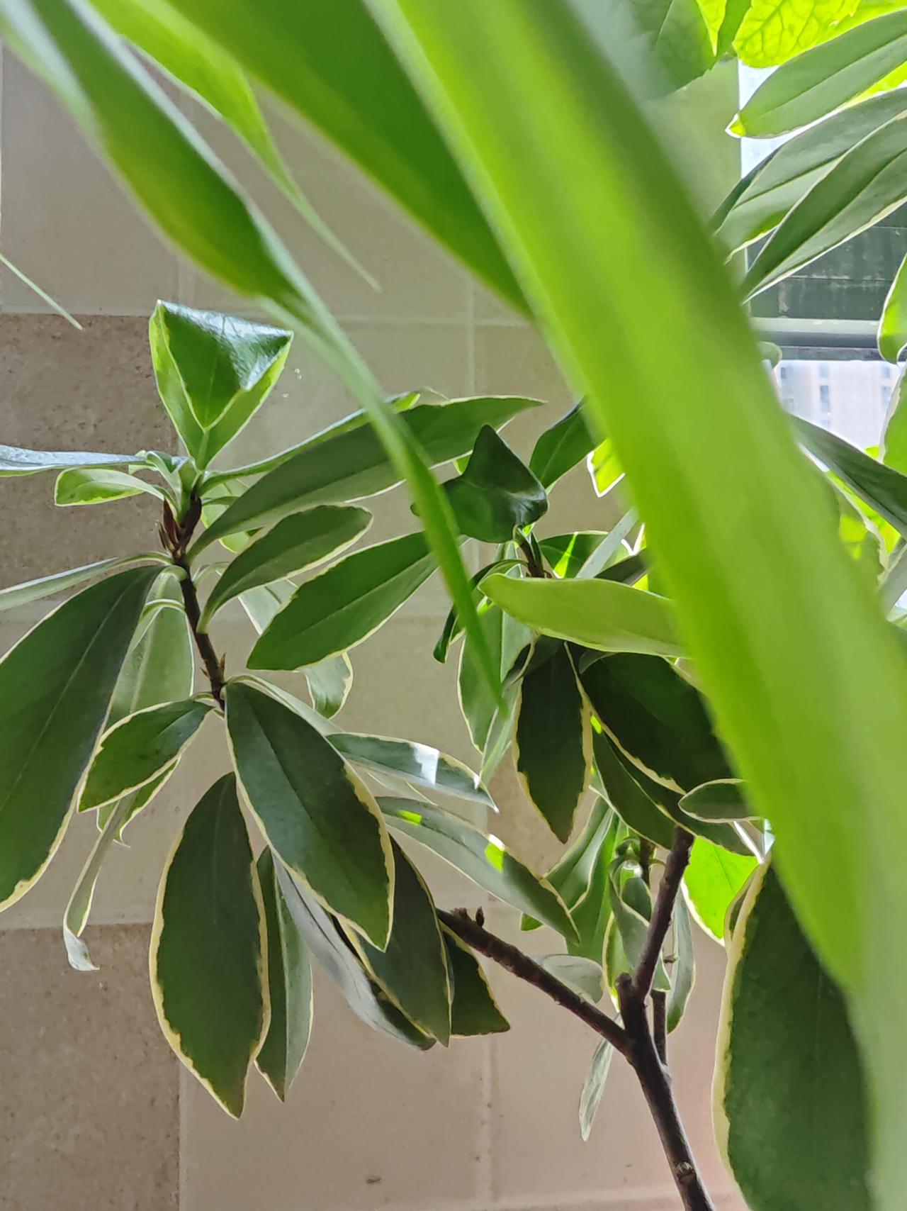 养了多年的盆栽，今年开春枯萎了，看样子没挺过去冬。我把枝条挖出来“验尸”，才搞清