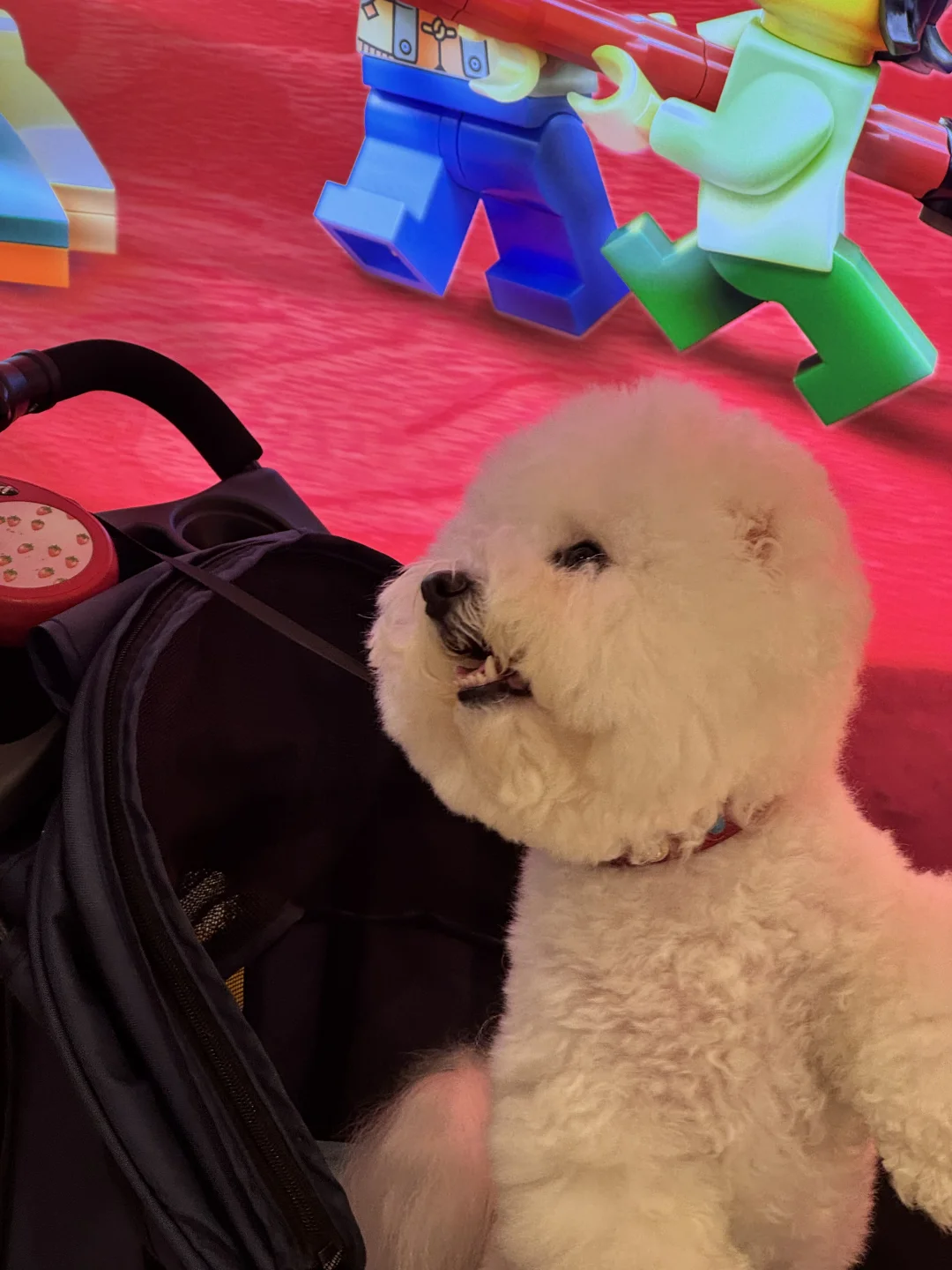 带小狗逛商场吃饭