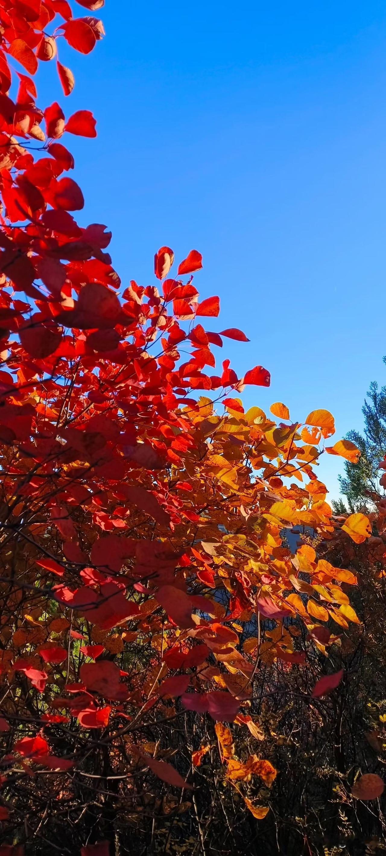 窗外的梧桐叶会在秋风里走失，杯中的热茶会慢慢凉透，就连曾经朝夕相伴的人，也可能在