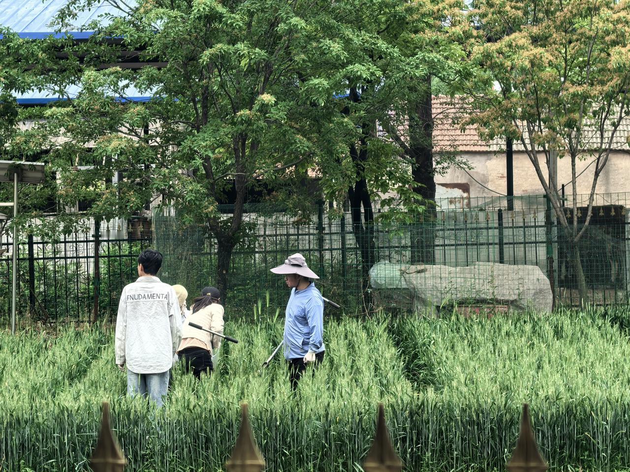 2026年5月2日，山东农业大学农学院博士研究生和硕士研究生在弘毅生态农场长期定