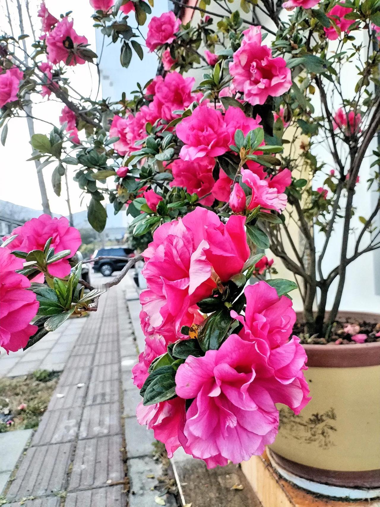 粉嫩的花朵绽放在枝头，生机勃勃的春日景象！🌸🌸🌸在这春意盎然的时节，这粉嫩