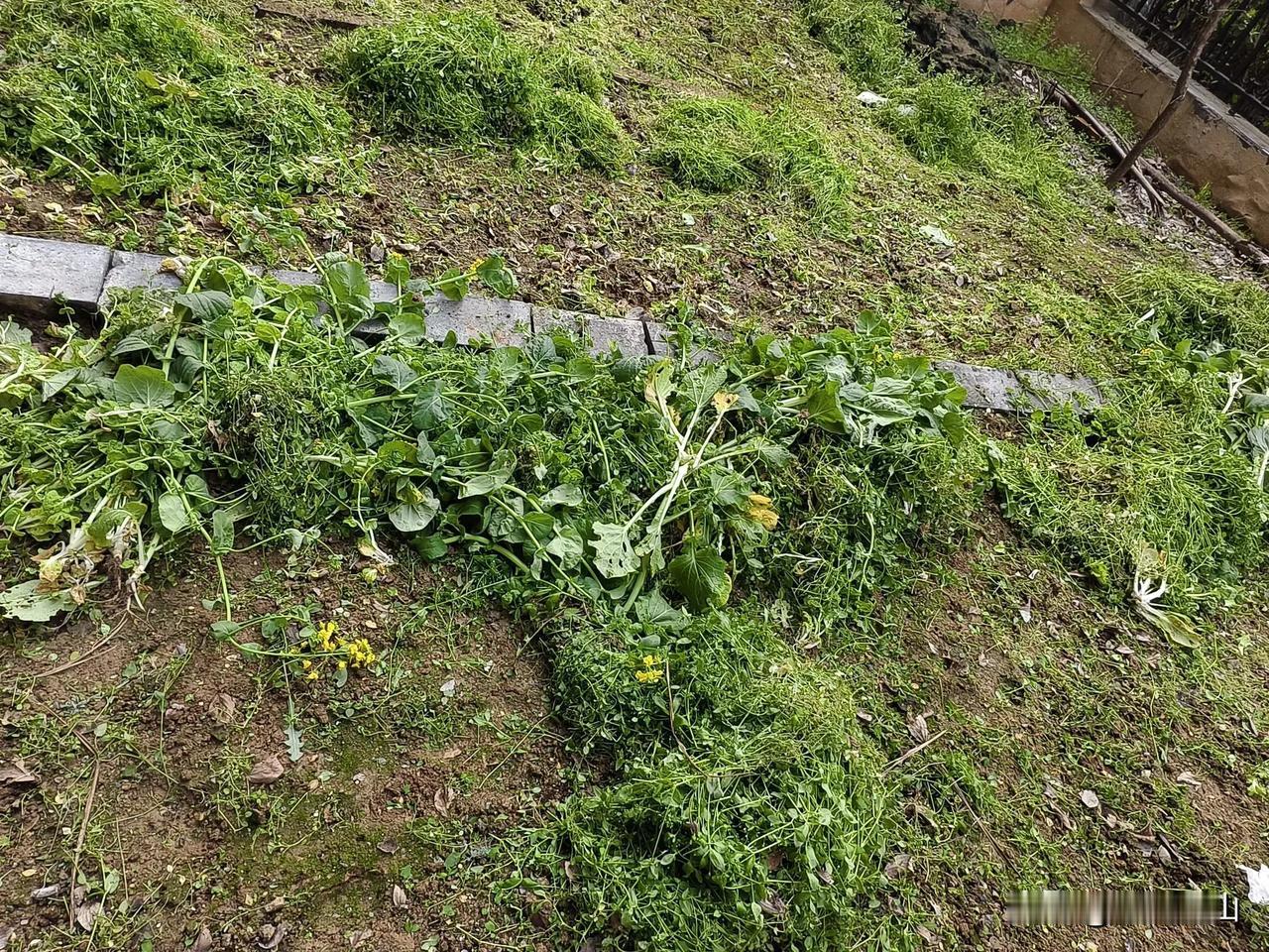 下午清理了我家后面的园子，发现我还真是快干活的料儿。

过了一个冬天，年前我辛苦