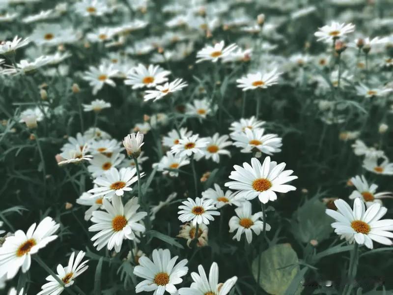 你淋过的雨，正浇灌着属于自己的花。