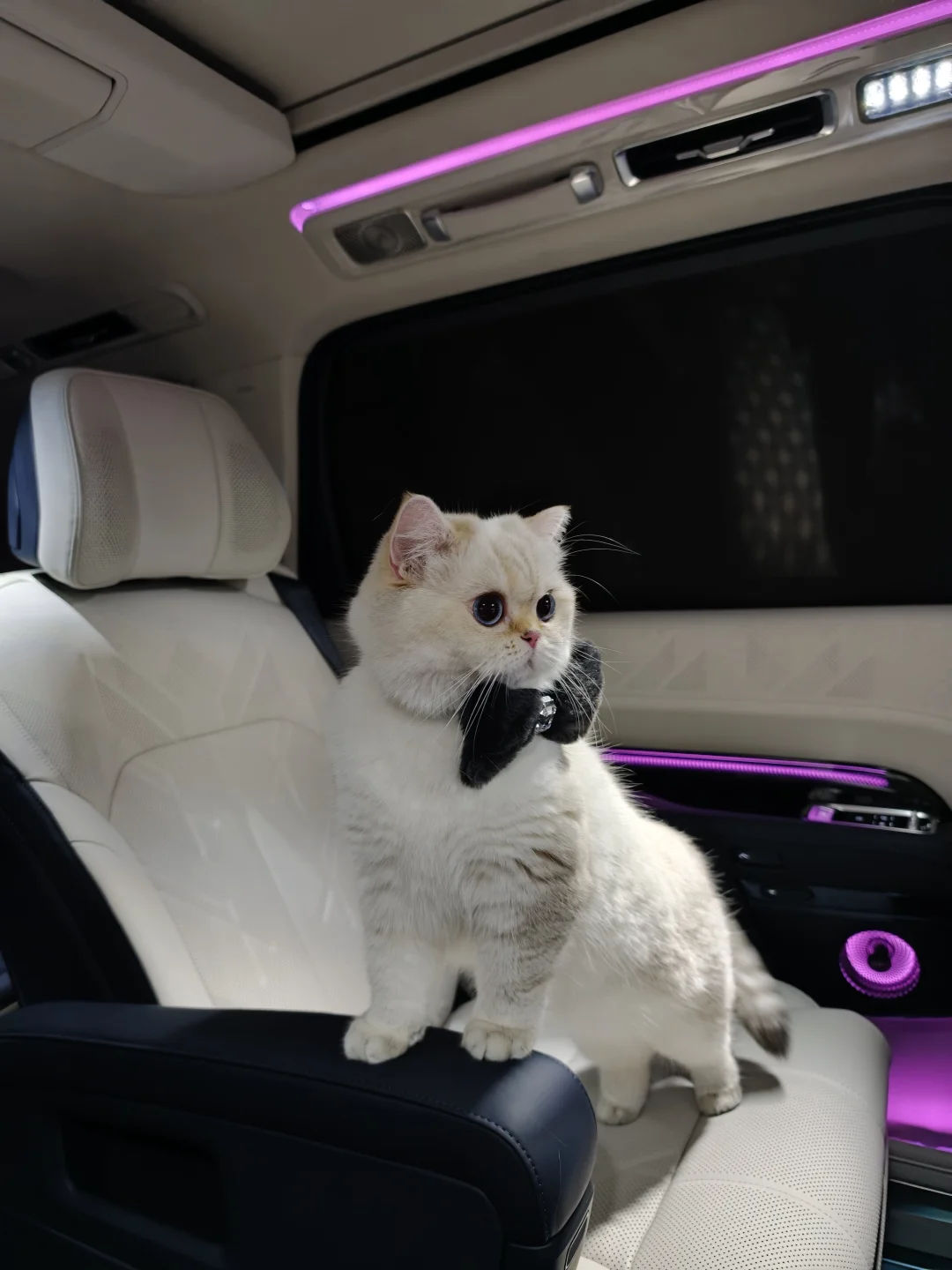 好乖，她真的不挠车 ~