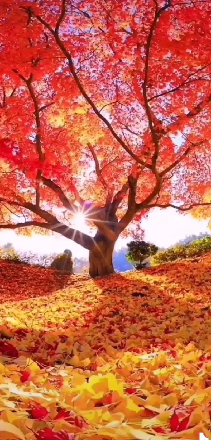 #秋日风景随拍#
一剪梅·秋菊银霜
 
秋菊含霜韵自悠。金蕊娇羞，香满荒丘。
寒
