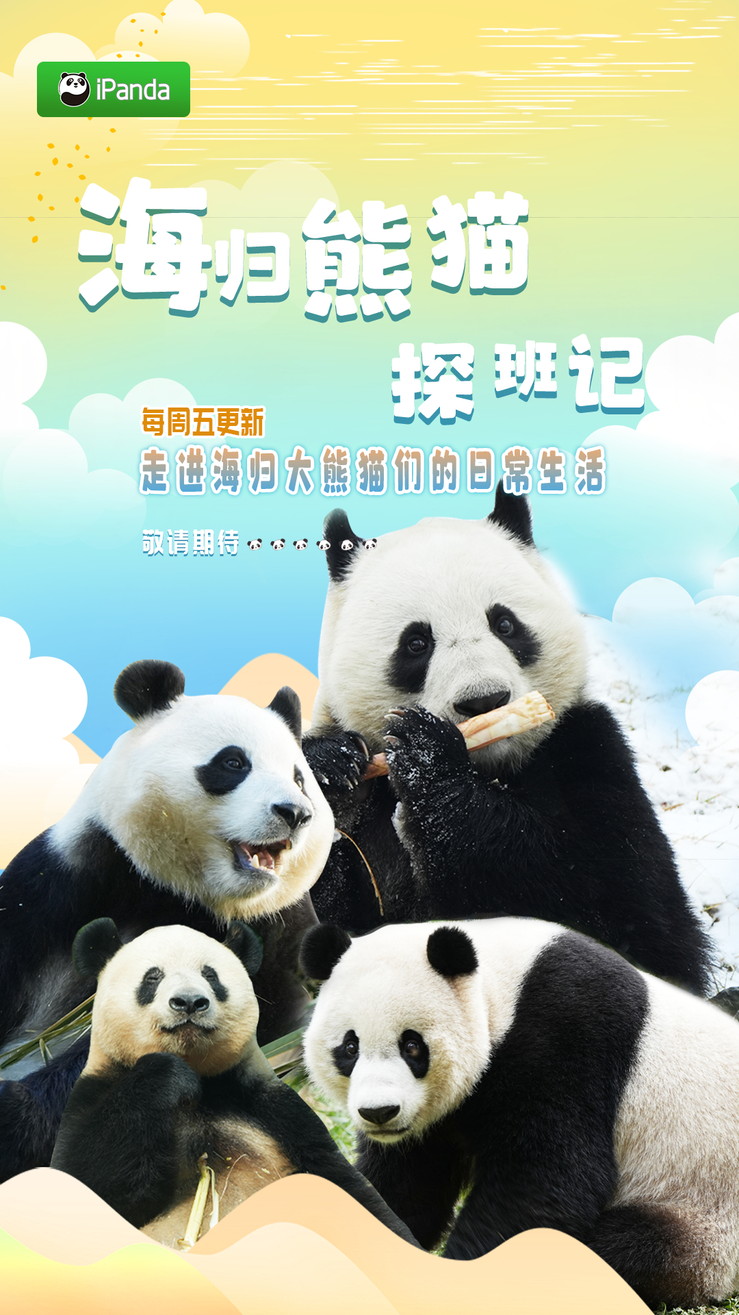 【上新！#海归熊猫探班记#[憧憬]】🎙️号外号外！周播节目上新啦！每周五，锁定
