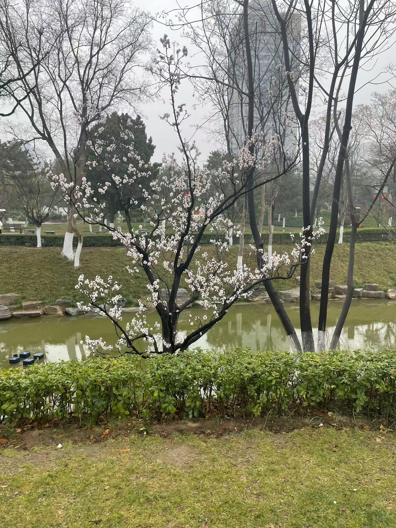 循循善诱教有方，
学生上了状元榜。
名声震天把权掌，
被查遗恨当校长。