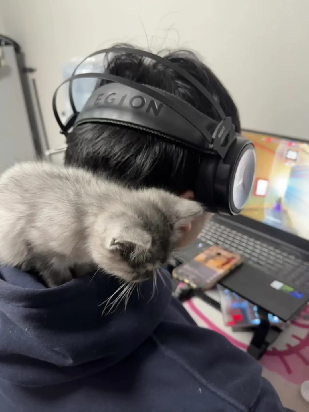 我对象和他的小猫 复制粘贴