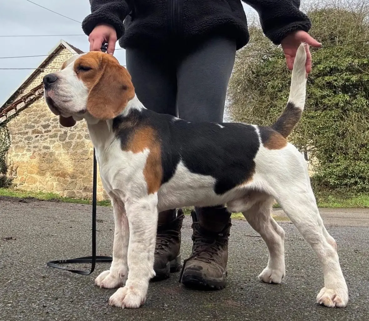 Beagle