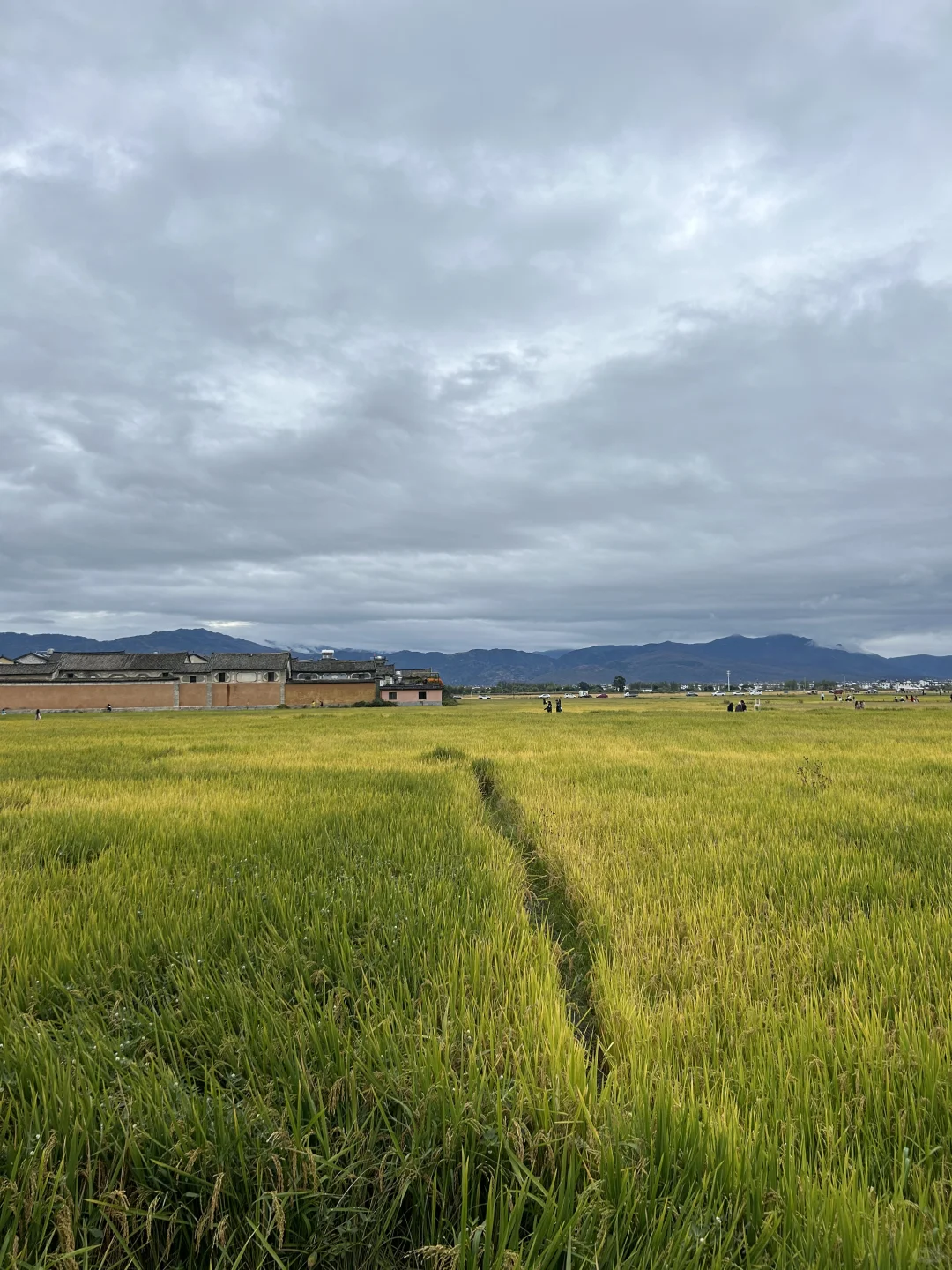 稻田🌾