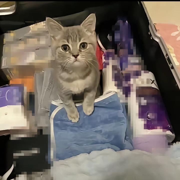 这猫太有灵性了！在学校喂了俩月的流浪猫，今天直接把我整破防了！
 
我毕业要回老