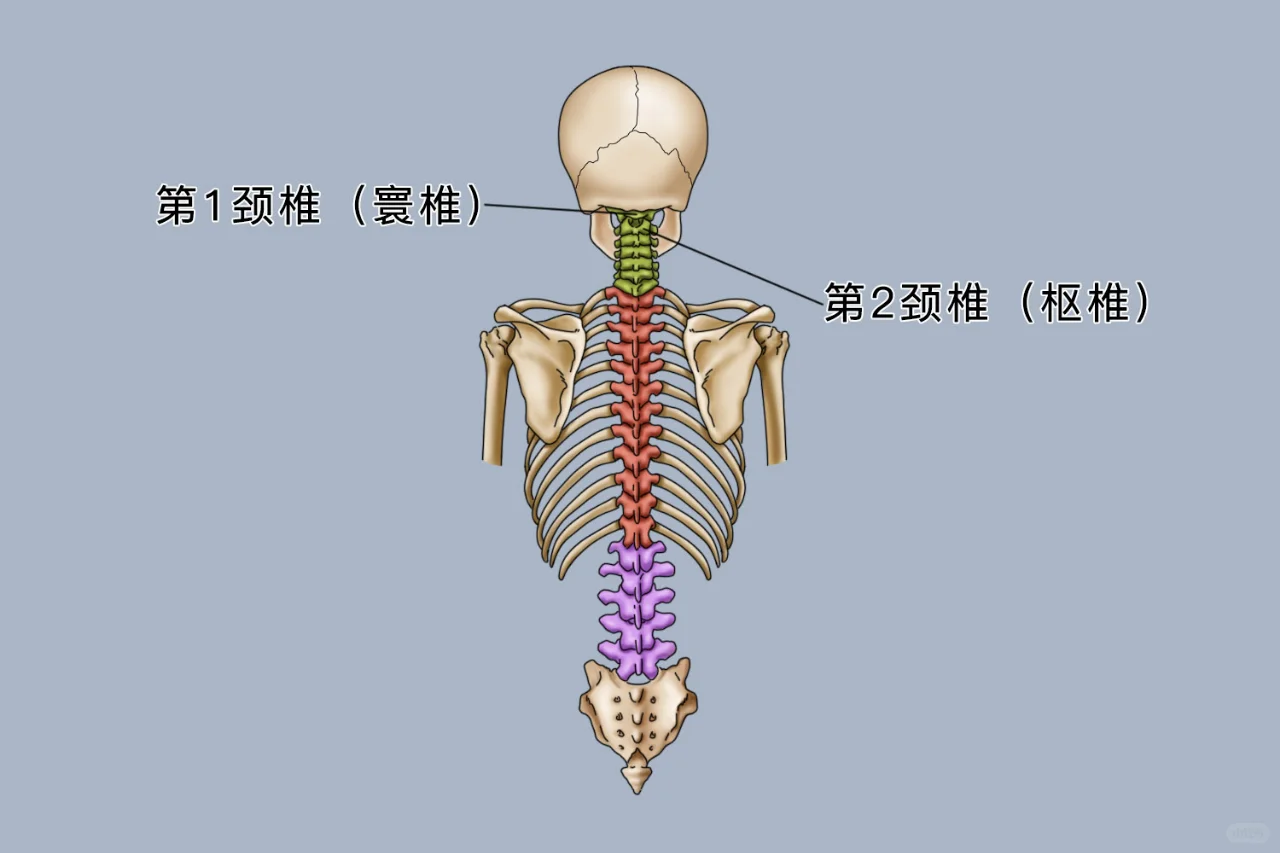 寰椎和枢椎解剖图