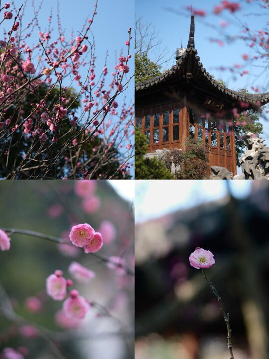 梅花盛极，将要转衰
