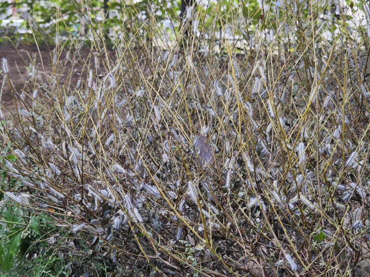 公交胜利桥停车场后边，跨海大桥崂山方向引桥下面，是李村河绿化带，栽种了很多观赏树