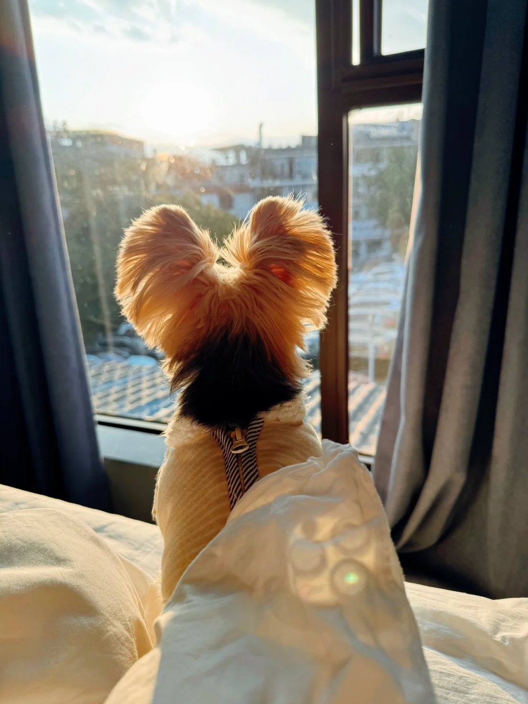 🌞新年日出：小狗的“光合作用”时间到